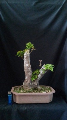 Collected Pink Pixie--twin trunk---pre bonsai--FREE SHIPPING
