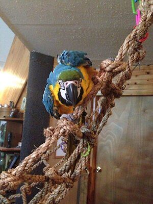 Parrot Pet Bird Rope Climbing Net Toy ...