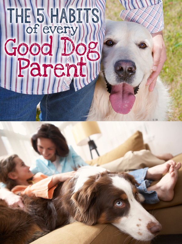 The 5 Habits of Good Dog Parents eBay