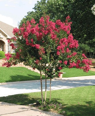 Large Two Year Pink Crepe Myrtle Seedlings-- ...