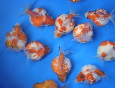 Live Pearlscale Goldfish sm. for fish tank, ...