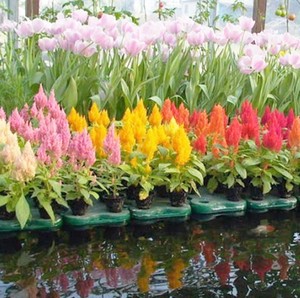 3pcs-L-Aquaponics-Float-system-planters-pot-Hydroponics-flower-Fish 
