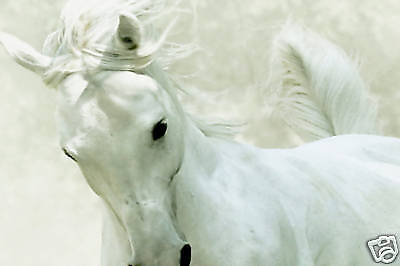 WHITE HORSE CANVAS ART ANIMAL ARTWORK PICTURE 30"x 20"
