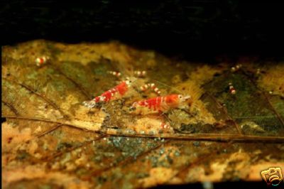Catappa - Cherry Crystal Red Shrimp Live ...