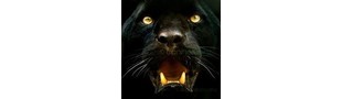 eBay Store eBay Store