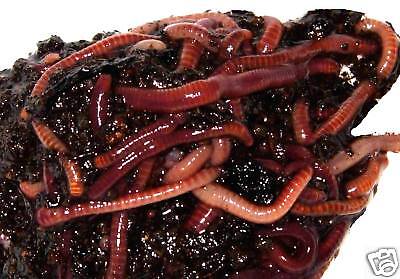 1/2 lbs of Red Wigglers/ Compost / ...