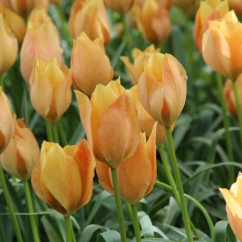 7 BULBS RARE!! TULIP BULBS BATALINII /"Bright Gem/" and LILAC WONDER MIX