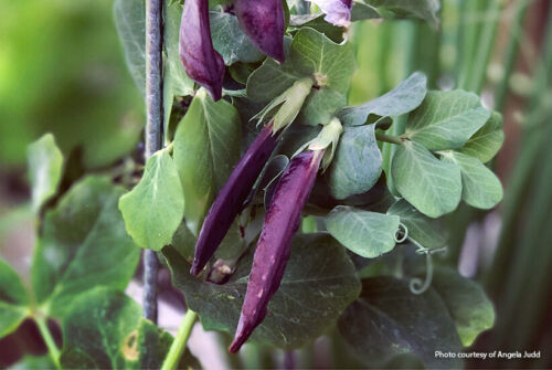 Desiree Dwarf 25 Purple Peas Can be sown in Winter