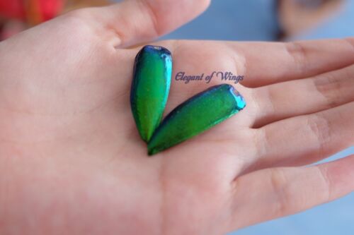 Wholesale Lots Green Blue Yellowish Mixed Size Jewel Beetle Elytra Wings 50 g