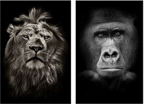 Bilder Drucke Bilder Leinwand Glas Wallprint Lion Lowe Gorilla Tiere Afrika Geschenke Wandbild Mobel Wohnen Autotest Md