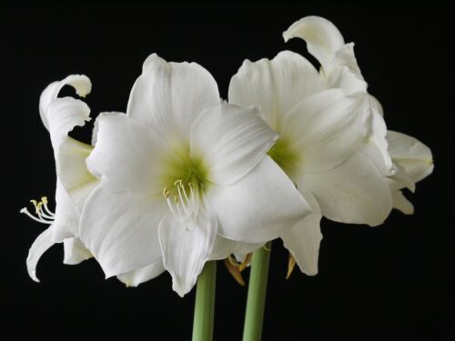 100Pcs Amaryllis Flower Seeds Hippeastrum Beautiful Plants Decor for Garden Home 