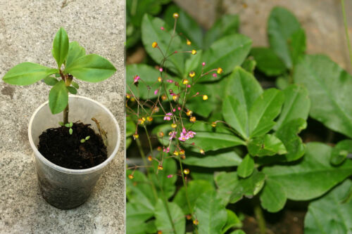 Red Korean Ginseng Starting Potted Live Plant Asian Gingsen Herb Root 1+Year Old