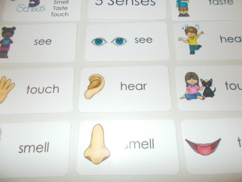11 Five Senses Picture and Word Flashcards.  Educational reading flashcards for