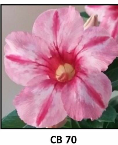 Adenium Obesum Grafted Plant /"CB-70/" Desert Rose Plant *USA Seller*