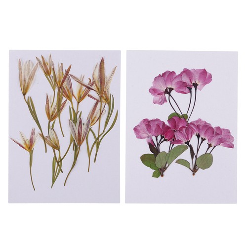 15Pcs Small Pressed Real Dried Flowers DIY Jewelry Card Album Lily /& Sakura