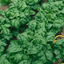 5,000 Bloomsdale Long standing Spinach seeds Bulk Microgreens USA Harvested