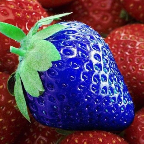 100 Blau leckeren Erdbeer Erdbeeren Samen exotische Samen Gemüse Samen