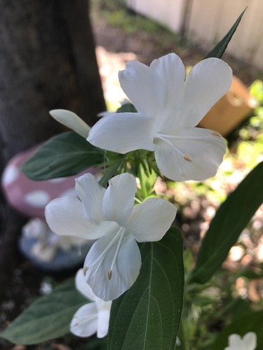 Philippine Violet Barleria cristata /'alba/' 10 fresh organic seeds