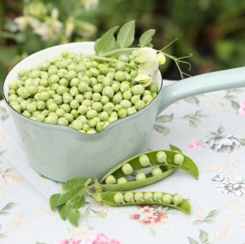 Pea MASSEY GEM 15 Seeds HEIRLOOM WINTER Vegetable Garden PODDING peas BUSH PLANT