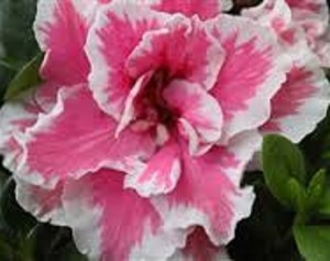 Image result for azalea double pink with white plant