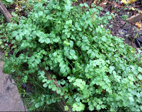 100 Semi Insalata Pimpinella foresta giardino pianta perenne insalata Sanguisorba minor