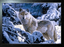 NEW BLACK FRAMED WOLF IN SNOW 3D MOVING PICTURE 465mm X 365mm