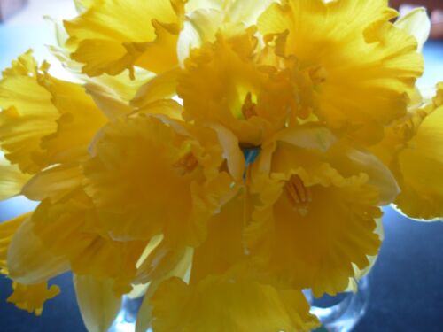 WILD DAFFODIL 50 bulbs LENT LILY,BUTTERCUP