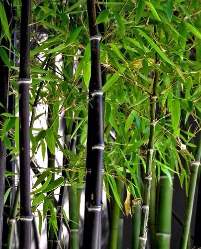 20 x Bamboo Seeds Black Bamboo. Phyllostachys Nigra