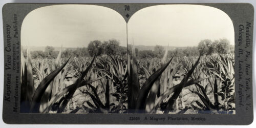 Keystone Stereoview of a Maguey Plantation in Mexico From Rare 1200 Card Set #78 