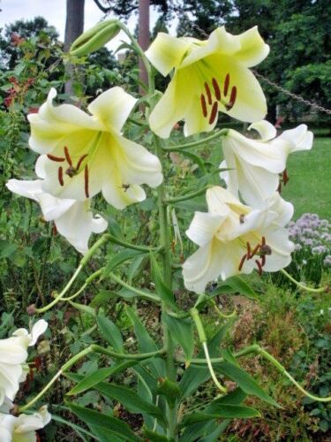 Lilium /'Conca d/'Or/' 20 CONCA D/' OR TRUMPET LILY SEEDS