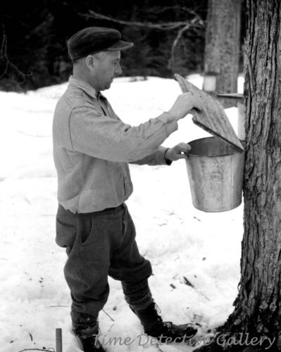 Gathering Sap from Maple Tree for Syrup Waitsfield VT 1940 Historic Photo Print 