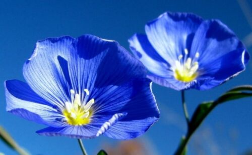 1//2 oz Blue Flax Seeds Bulk Seeds 10,000 ct Blue Flowers Heirloom Wildflowers