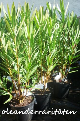 Oleander Magaly 60-70cm 3l Pentola Rosa-Viola Fiori enorme