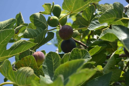 cuttings fig tree 2 x ABEBEREIRA