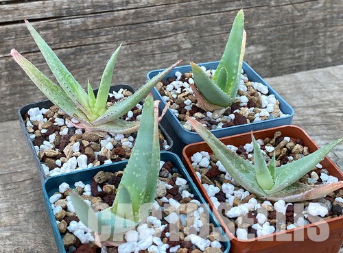 nataellis E58L Aloe vacillans succulent plant Sanaa Wadi Dhahr Yemen