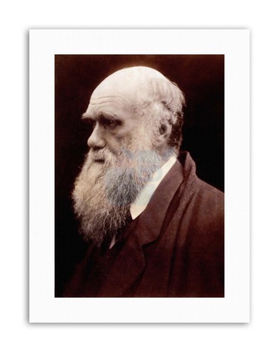 CAMERON NATURALIST CHARLES ROBERT DARWIN Portrait Canvas art Prints