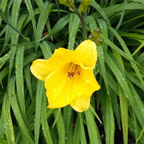 10 Fächer der Hemerocallis /'Pizza/' Taglilie Daylily essbare Blüten frühe Sorte