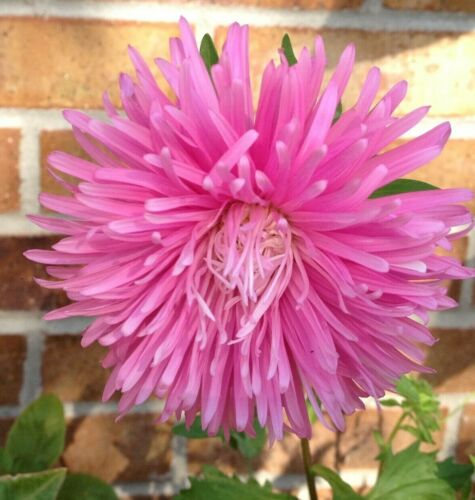 150 Seeds Giant Aster Mixed Colors organic easy to grow gift 