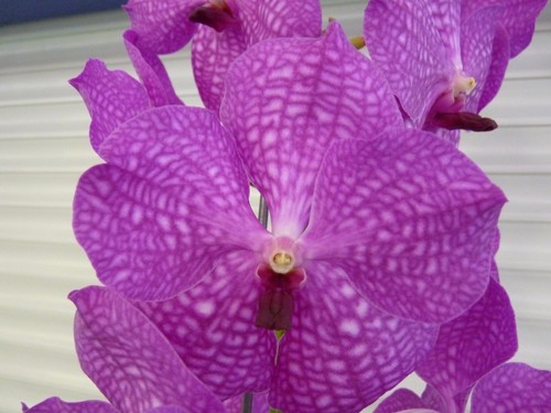 Vanda Pat/'s Delight /" South Florida Grown /" V