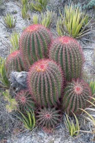 *Exotic* Mexican Fire Barrel Cactus, Ferocactus pilosus 20 Seeds From Canada 