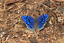 A Lot of 10 A1 Bright Blue beauties Madagascar Unmounted Junonia rhadama 