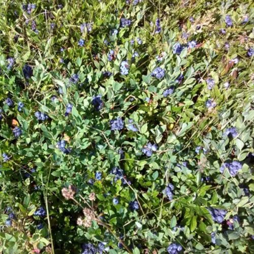 sweet 200 low bush Wild blueberry seeds, Vaccinium augustifolium 