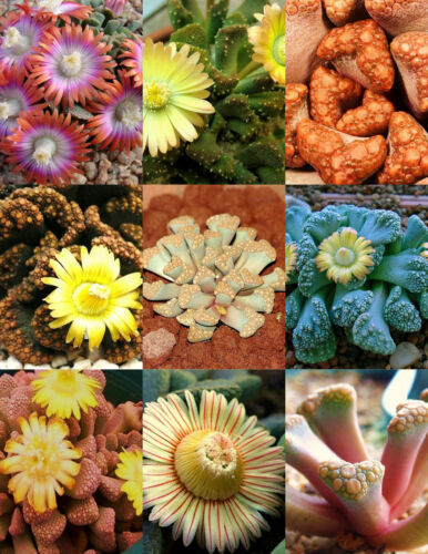 TITANOPSIS MIX, succulent cactus mixed living stones rocks plant seed  20 SEEDS