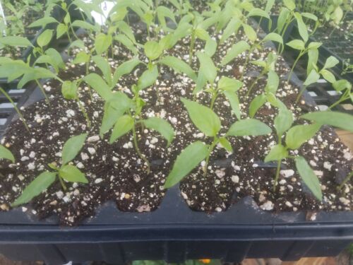 team promotions JALAPENO MILD PEPPERS 6 PLANT PLUGS are doing ...