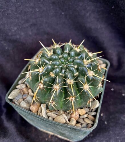 Details about  / Notocactus turecekianus cactus plant