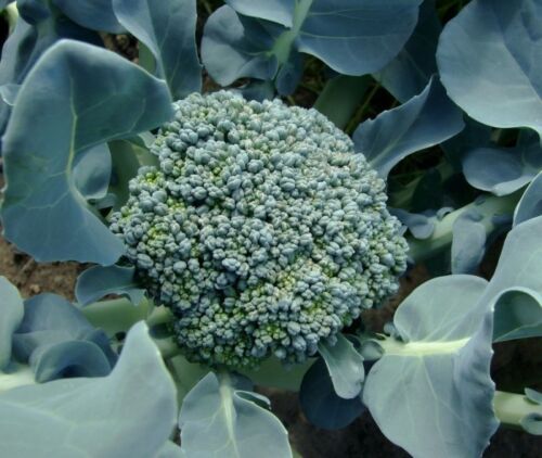 Waltham 29 Broccoli Seed 3gr to 4oz Italian Heirloom Garden Vegetable Seeds