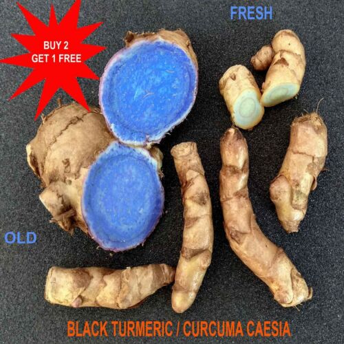 FREE Phytosanitary Certificate Black Turmeric Wild Rhizomes 5 CURCUMA CAESIA 