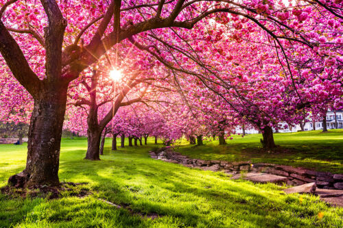 Kleistertapete oder Selbstklebende Fototapete Kirschblüte Zierkirsche Frühling