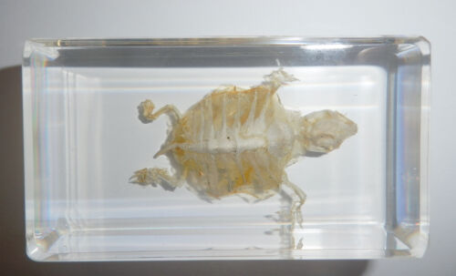 Turtle Skeleton Farmed Red-eared Slider in Clear Block Education Real Specimen