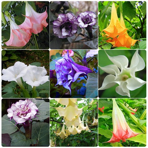 30x stücke Datura Brugmansia Samen Blumensamen Bonsai Engel Trompeten Hausgarten